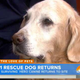 Illustration for article titled 9/11's Last Surviving Search Dog Goes on Today, Tears Ensue